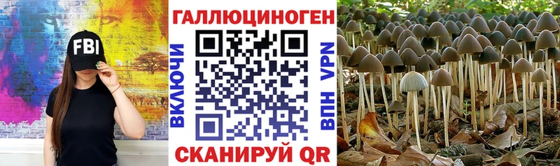 Купить закладки  Городище  Галлюциногенные грибы Psilocybine cubensis 